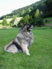 i-wurf_10woche_hundeplatz_065-a_small_20120926_1380892425