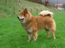 Ho'Kee von der Wolfsangel