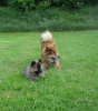 i-wurf_10woche_hundeplatz_037-a_small_20121003_1978617255