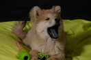 Pichu von der alten Wolfsangel