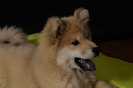 Pichu von der alten Wolfsangel