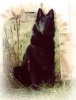 Rye, A-Wurf