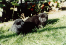 2_Eurasierzucht / Eurasier Würfe Hummel's Kinder, A bis C-Wurf