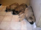 3_Fia's Kinder, D bis G-Wurf
