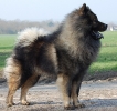 chiens-Eurasier-c0357ad5-1725-55d4-950f-adcf5ba4cdda