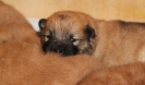 5_Kimba's Kinder, L bis O-Wurf
