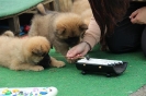 7_Pichu's Kinder, Q-, S-, T- und W-Wurf